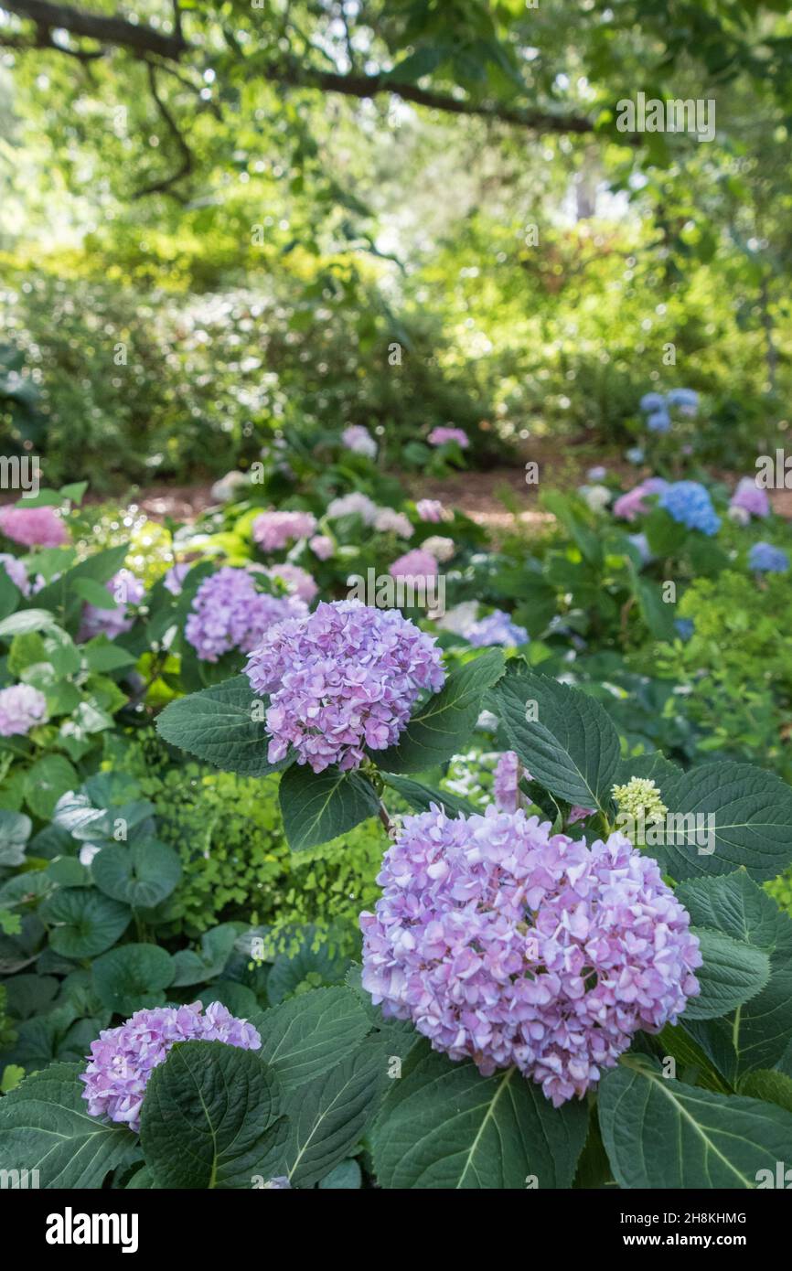 A planting of hydrangeas under the shade of a tree Stock Photo Alamy