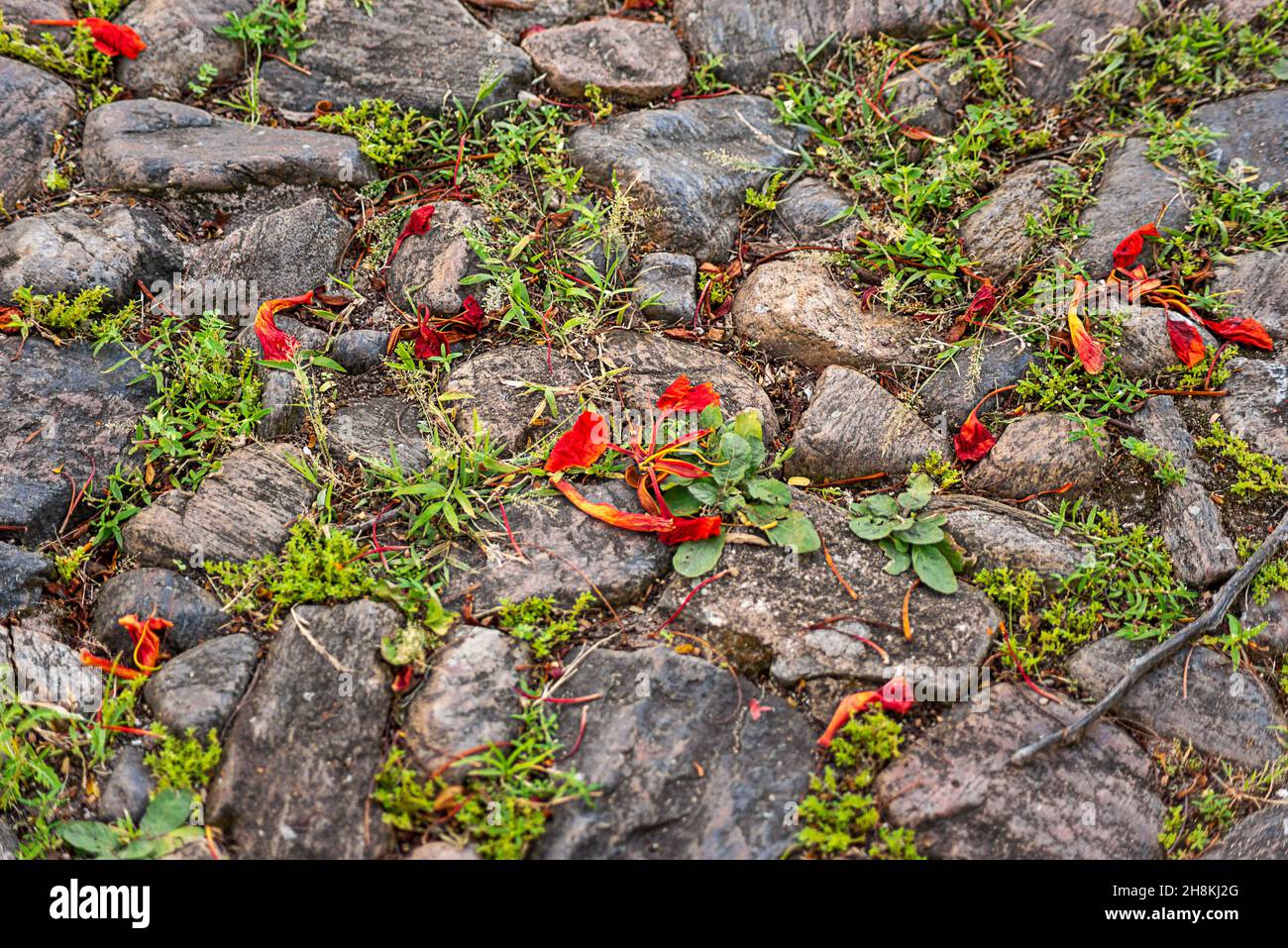 Close Up texture of stones placed with cement. Salvador, Bahia, Brazil. Stock Photo