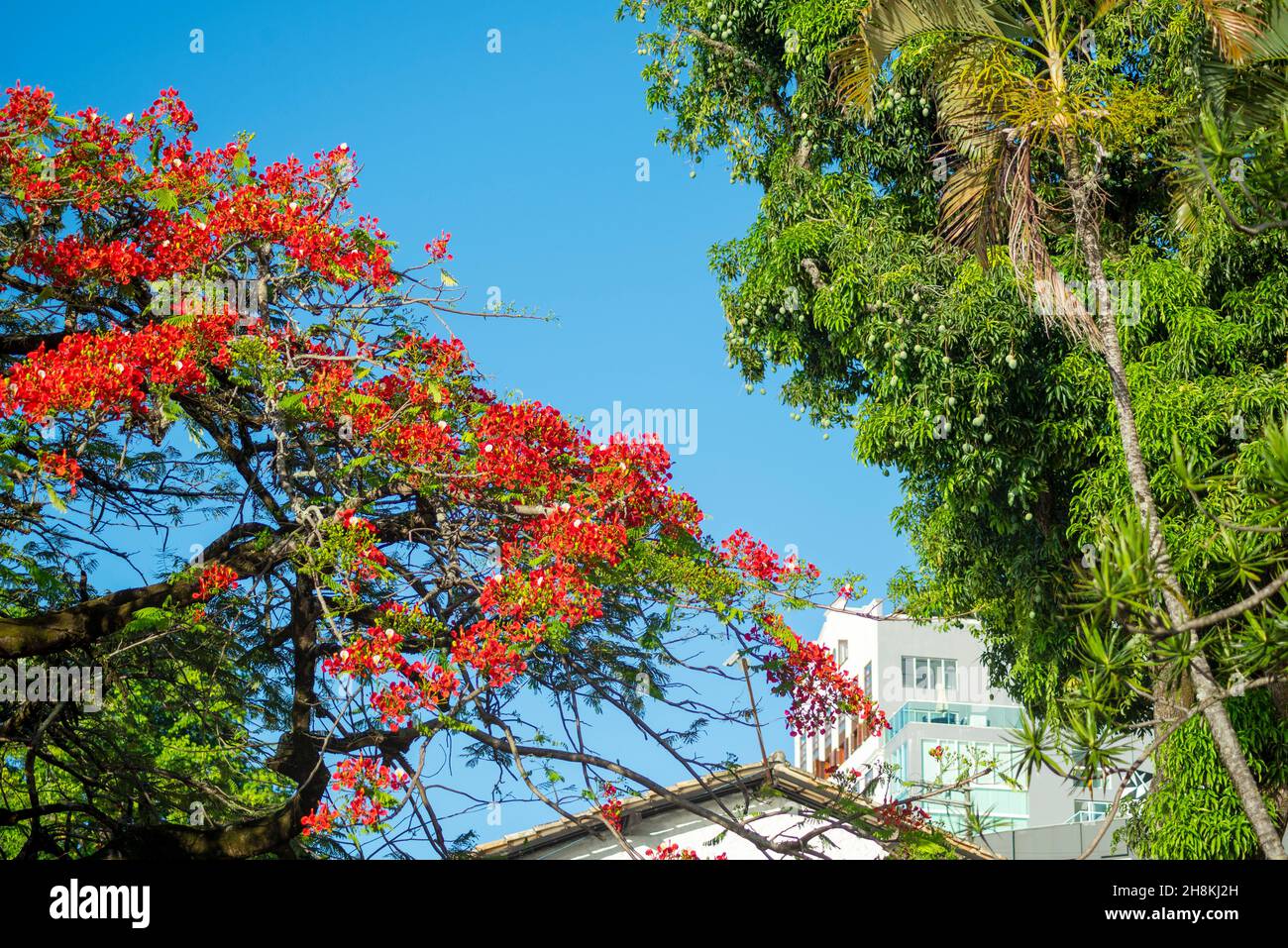 View from below of branches with colorful flowers of a tree against blue sky. Salvador, Bahia, Brazil. Stock Photo
