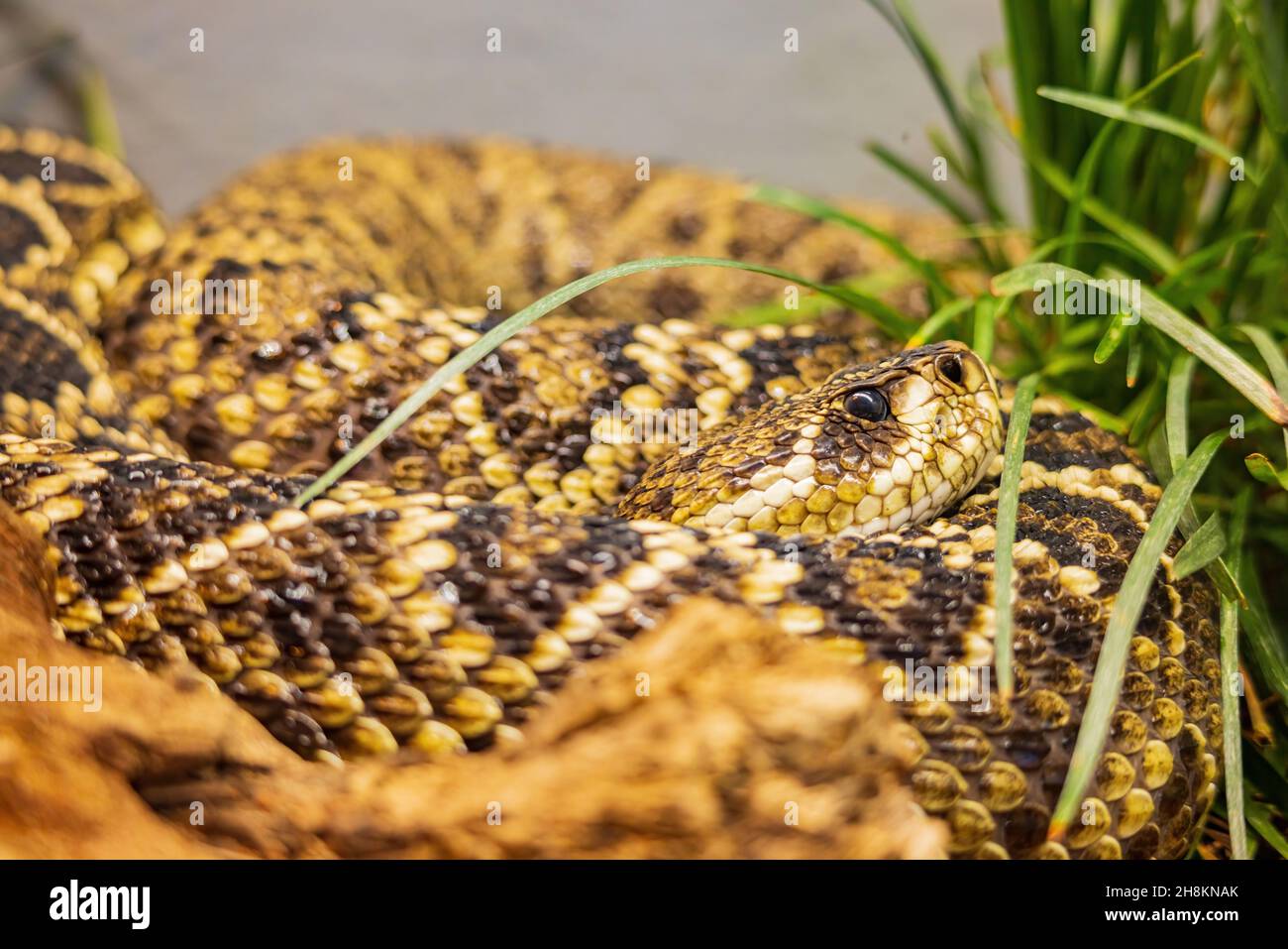 Close up shot of a Eastern diamondback rattlesnake at Oklahoma Stock Photo
