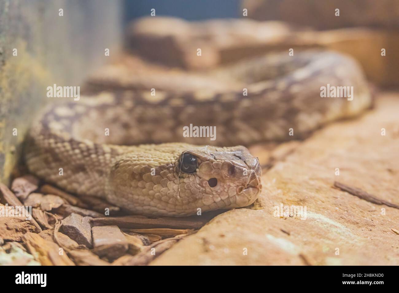 Close up shot of a Crotalus catalinensis snake at Oklahoma Stock Photo