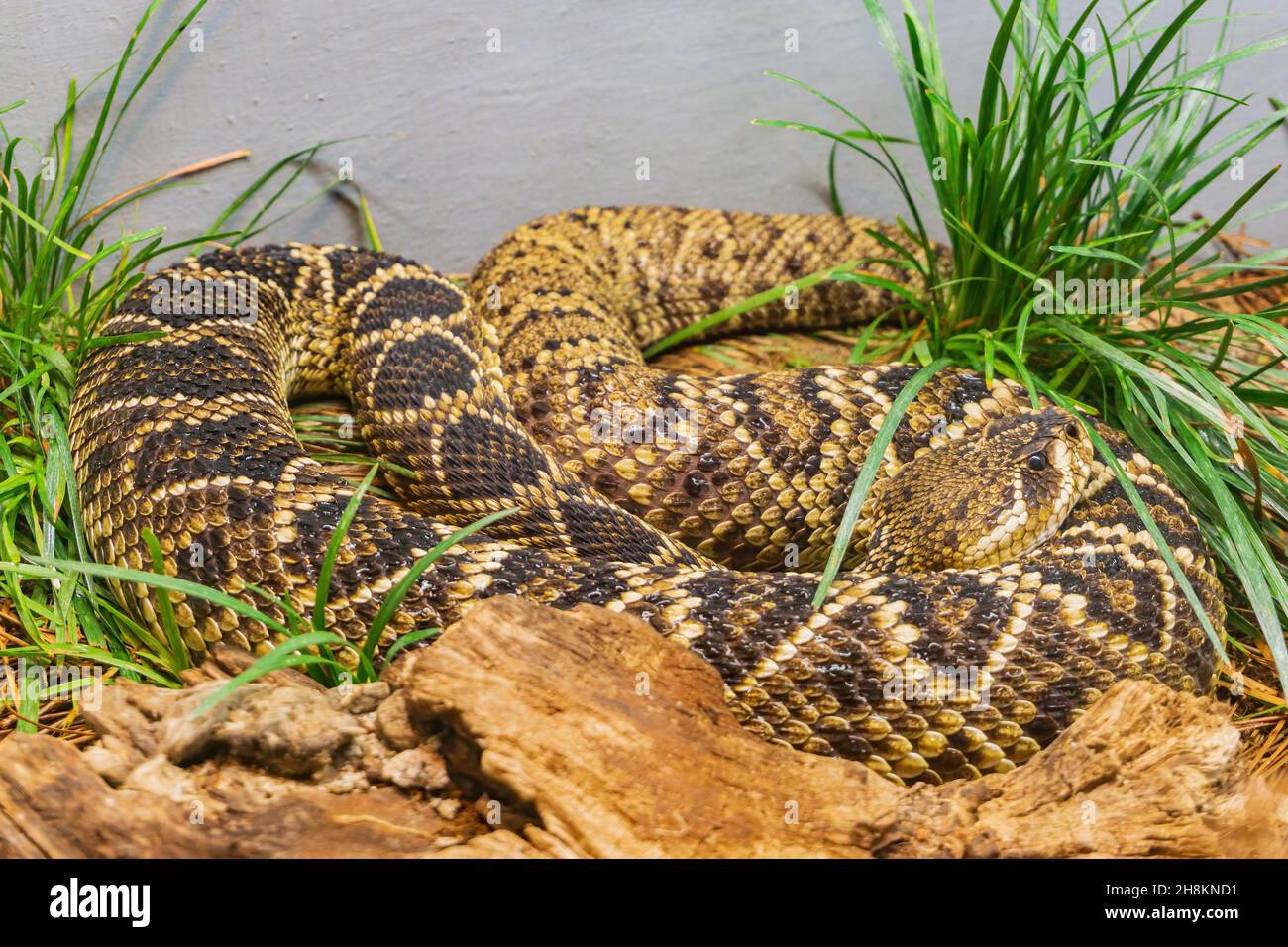 Close up shot of a Eastern diamondback rattlesnake at Oklahoma Stock Photo