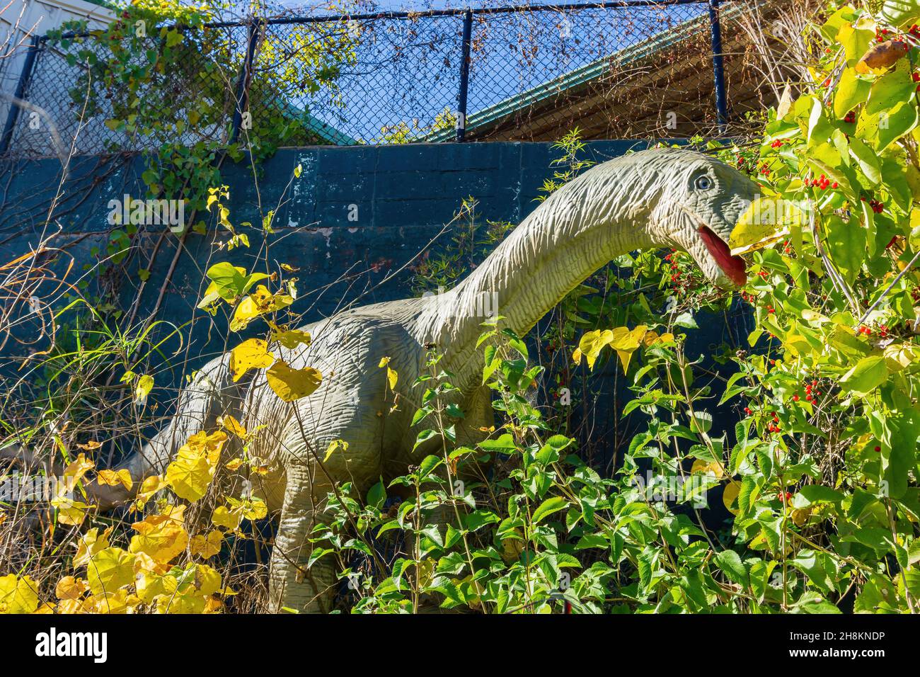 Close up shot of Bellusaurus Dinosaur model at Oklahoma Stock Photo