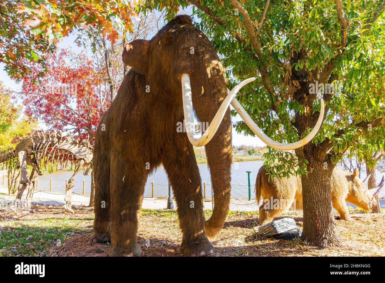 Close up shot of Wolly Mammoth model at Oklahoma Stock Photo