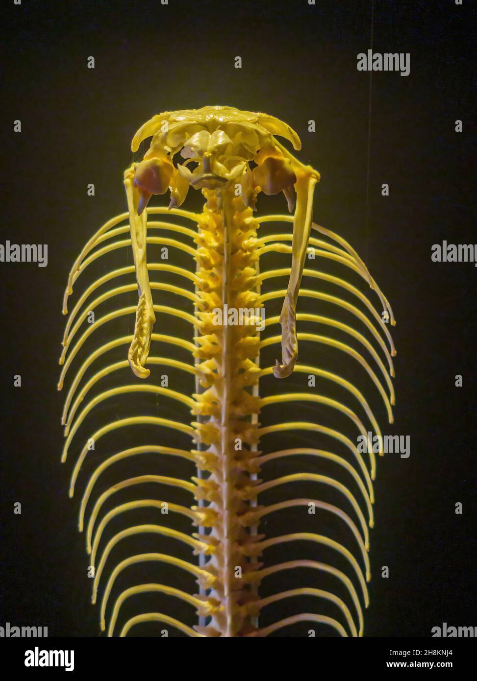 Bone Structure Of Snake at Benjamin Hutchison blog