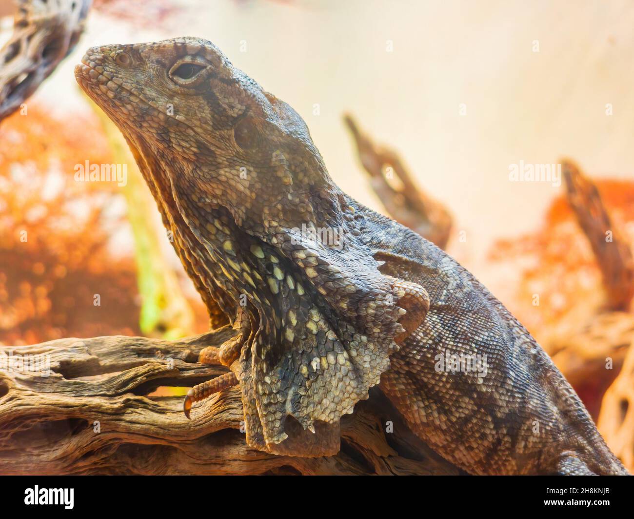 Close up shot of cute Frilled Lizard at Oklahoma Stock Photo