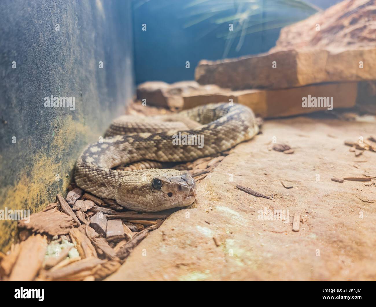 Close up shot of a Crotalus catalinensis snake at Oklahoma Stock Photo