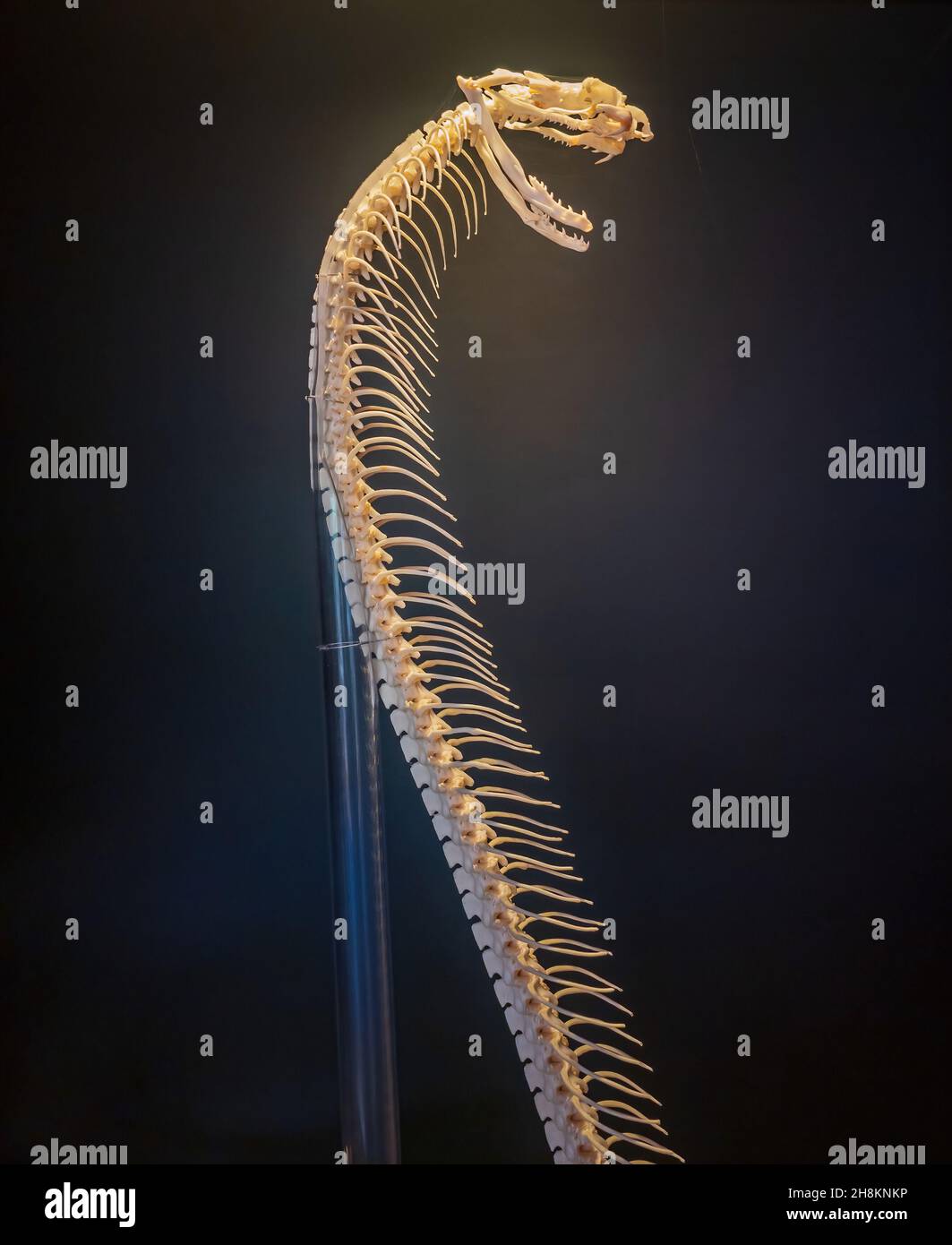 Close up shot of a snake bone structure at Oklahoma Stock Photo - Alamy