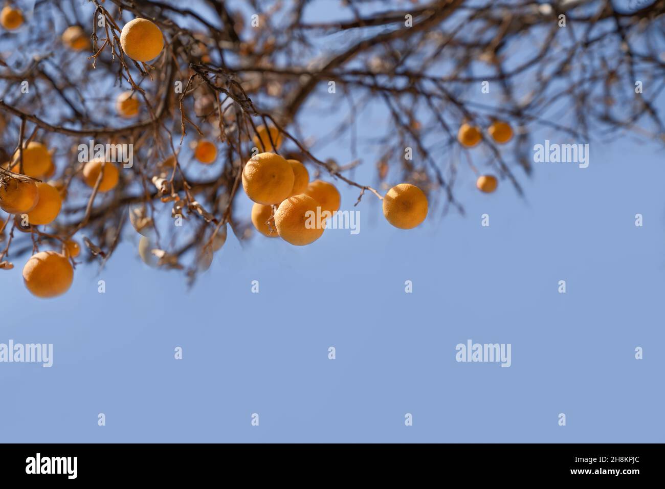 Oranges hang on dry branches without leaves against a blue sky. Concept of autumn, health and ecology. Copy space. Stock Photo