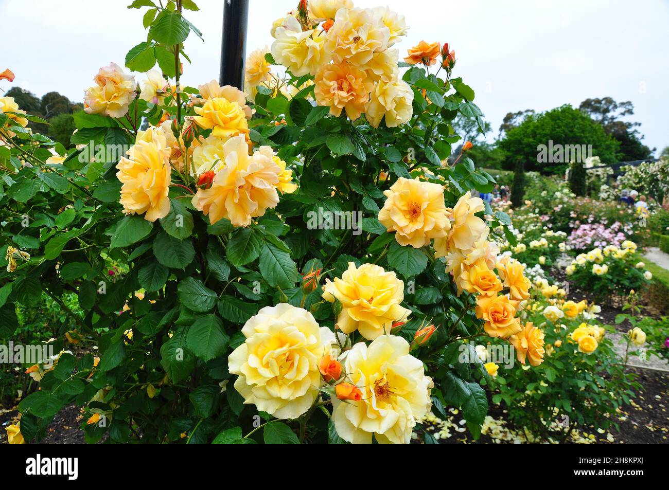 Beautiful yellow roses in a garden in late summer Stock Photo - Alamy