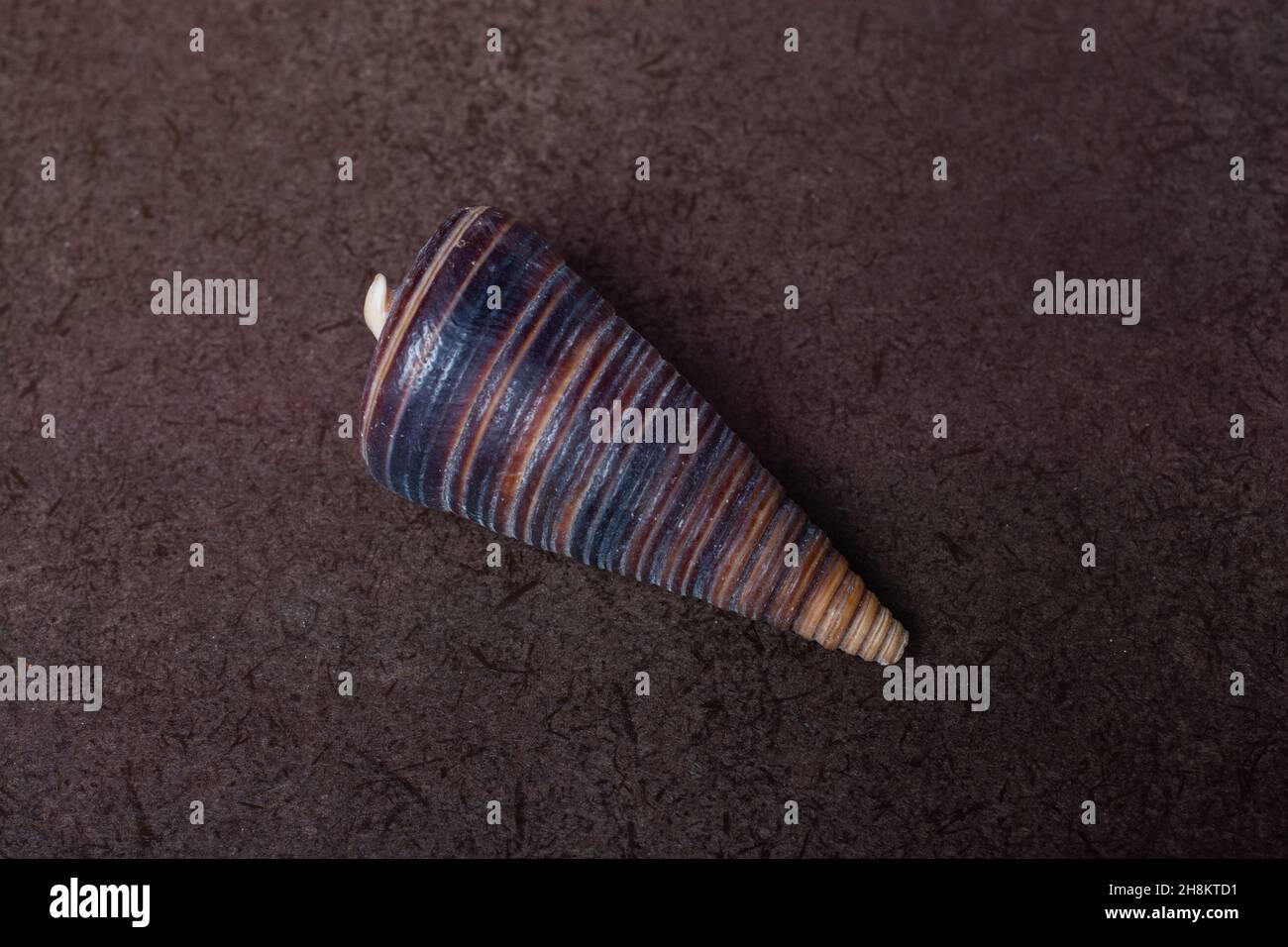 Natural seashell macro texture. Seashells background texture Stock ...
