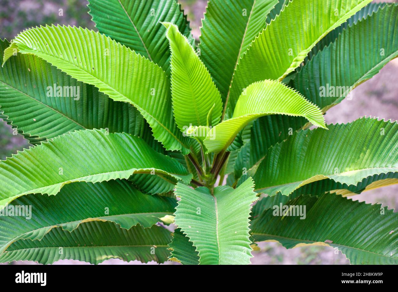 Elephant apple leaves.Dillenia indica leaves.It is a species of Dillenia native to China and tropical Asia Stock Photo