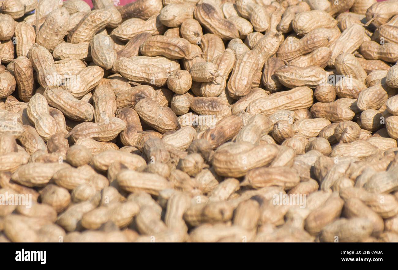 Peanut. Groundnut. Goober. Pindar. Monkey nut.Arachis hypogaea. Stock Photo