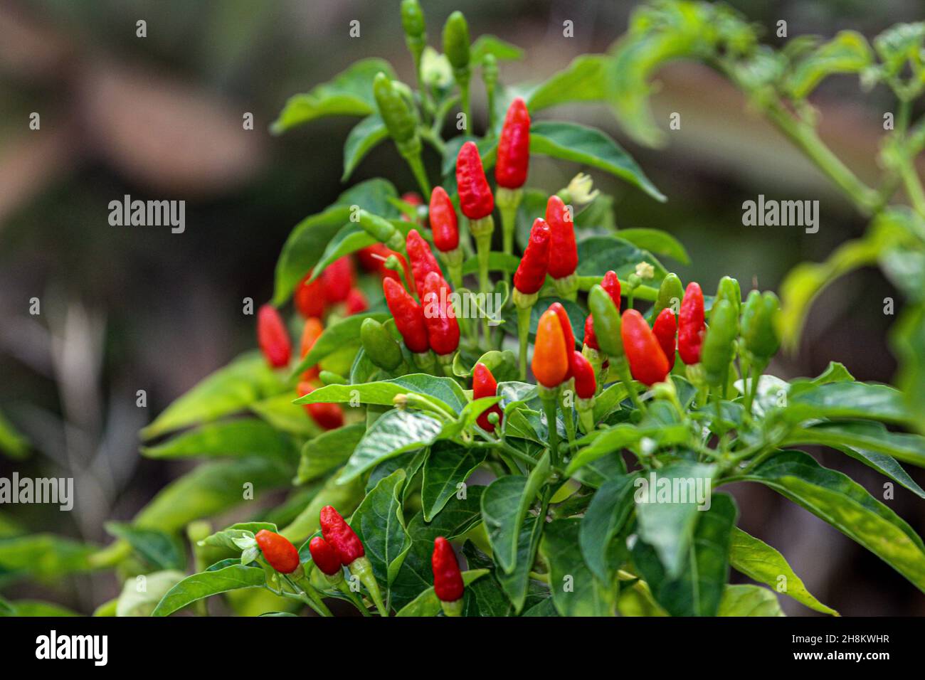 Fresh and organic wild chili peppers (Capsicum frutescens) Stock Photo