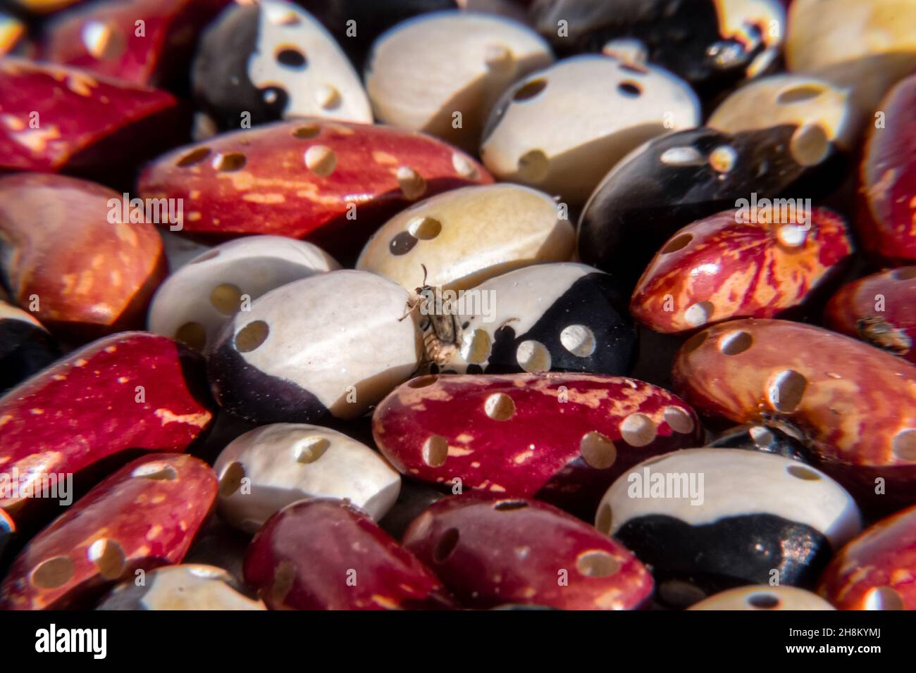 Management of bean culture hi-res stock photography and images - Alamy