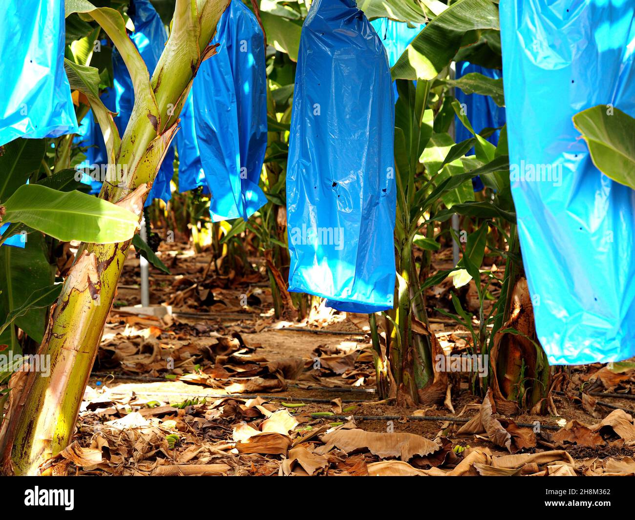 Bananas ripen in plastic bags at the Israel Banana Plantation. Stock Photo