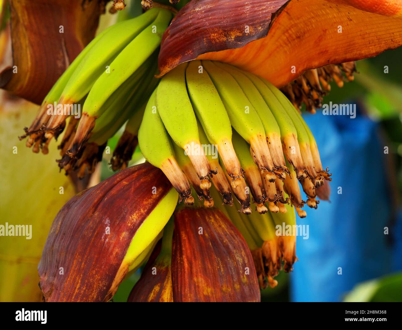 Banana ovaries on a blurred background. Macro shoot. Stock Photo