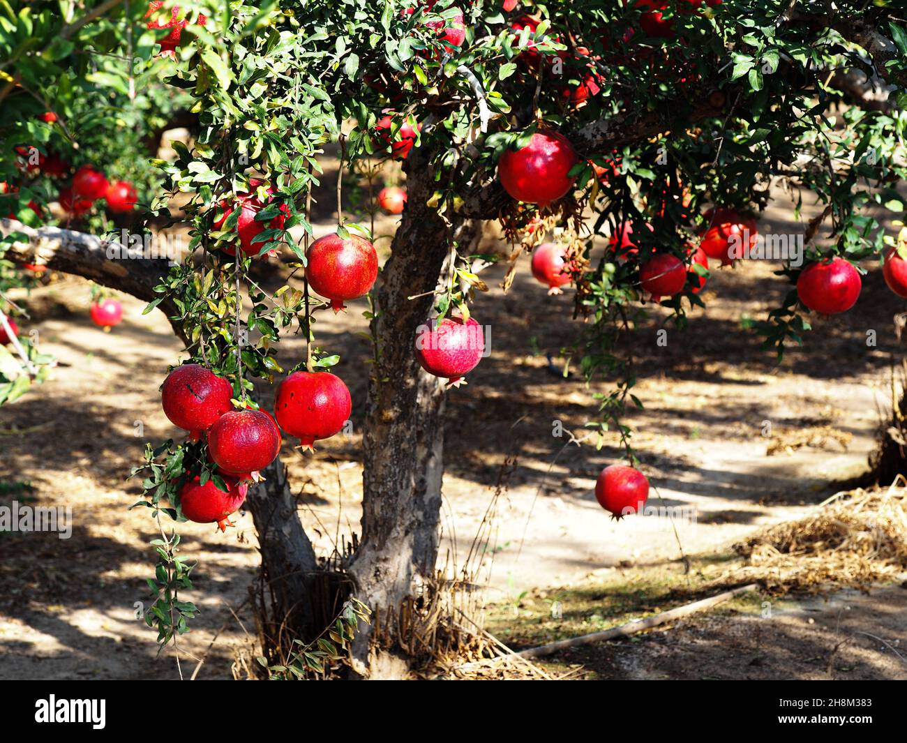 Pomegranate tree with ripe fruits on a defocused background. Stock Photo