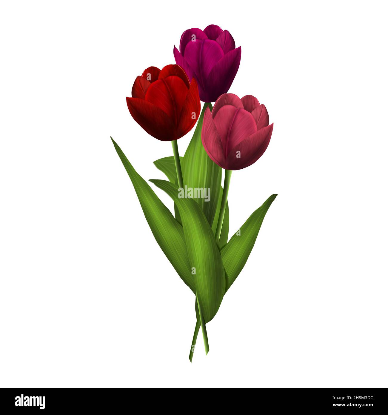 Isolated on a white background bouquet of three tulips Illustration. Stock Photo