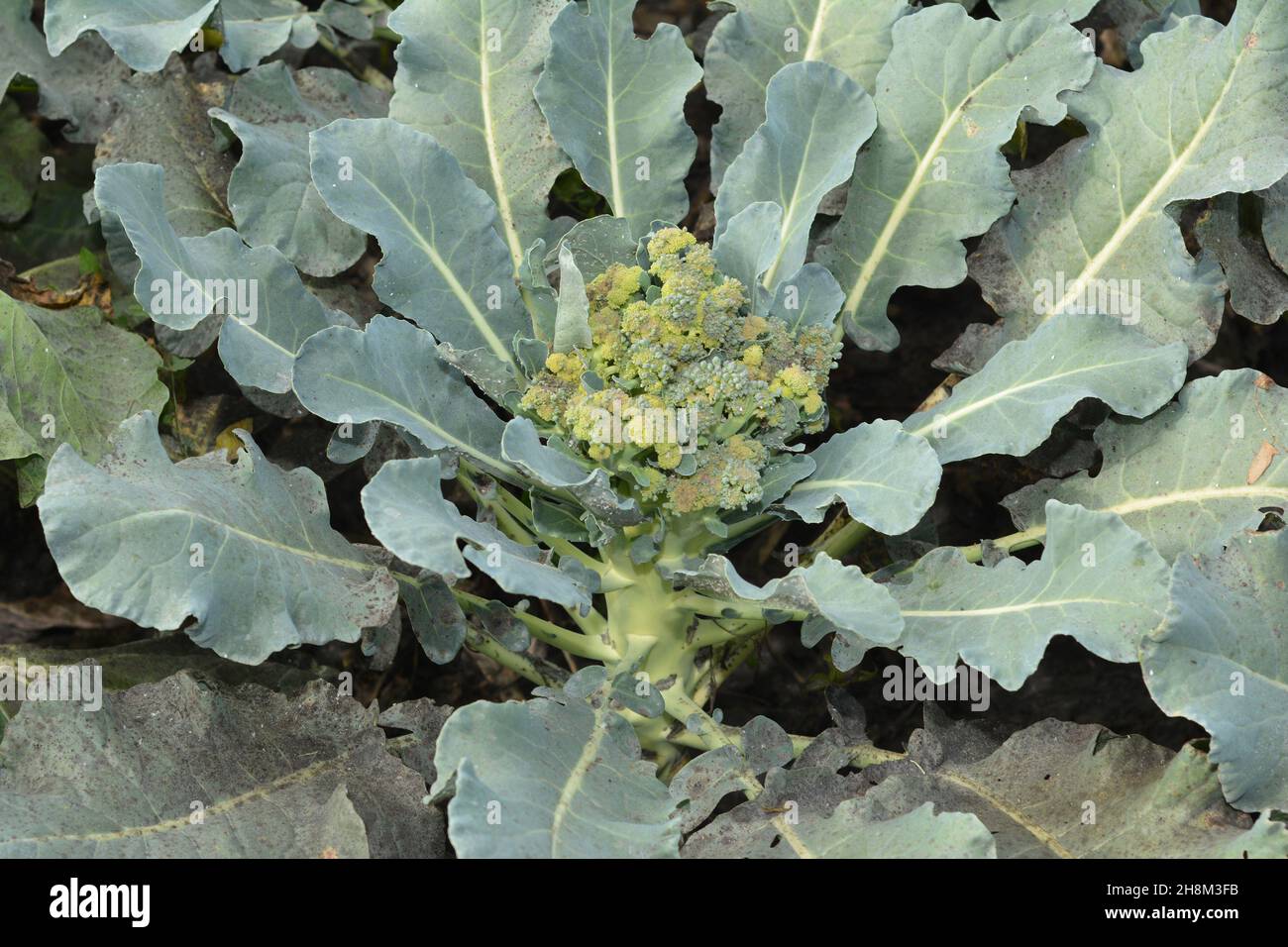 Broccoli disease and problems while growing broccoli. A broccoli plant
