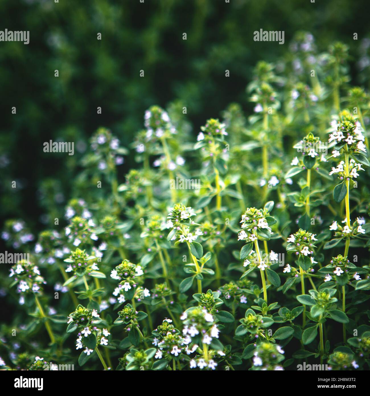 Sweet Basil green plants with flowers growing texture Stock Photo Alamy