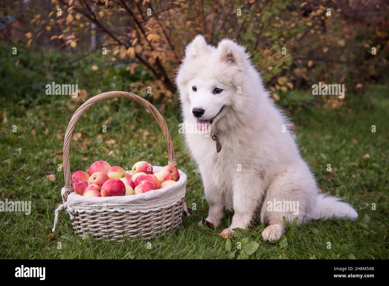 Samoyed dogs hi-res stock photography and images - Page 13 - Alamy