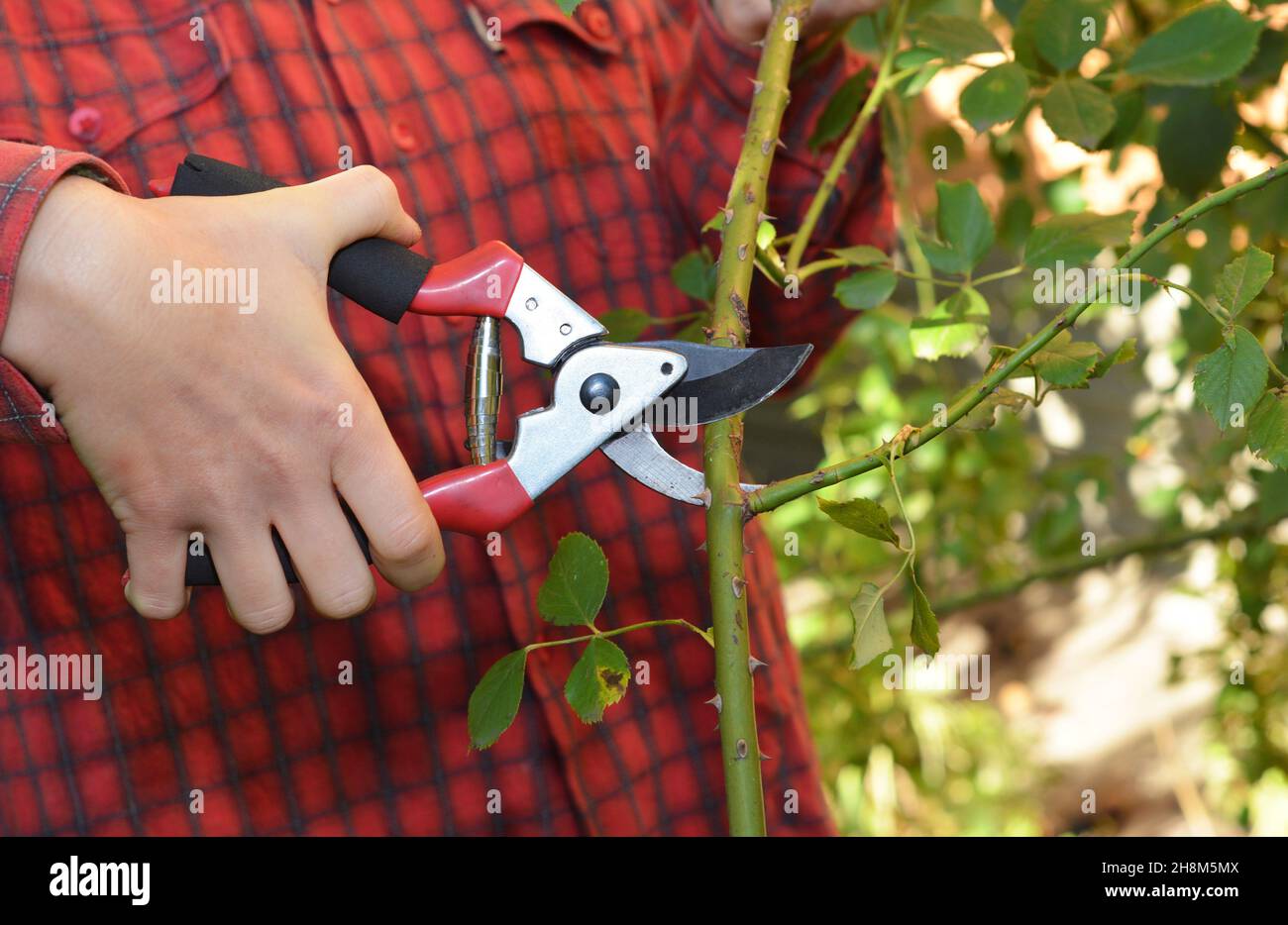 Proper rose pruning in summer. A gardener is cutting, pruning roses with sharp pruning shears at