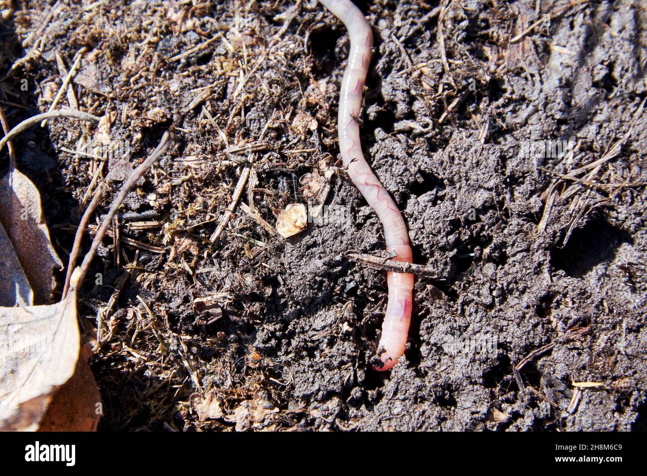 Earthworm crawling on damp spring ground. Animals backgrounds Stock Photo