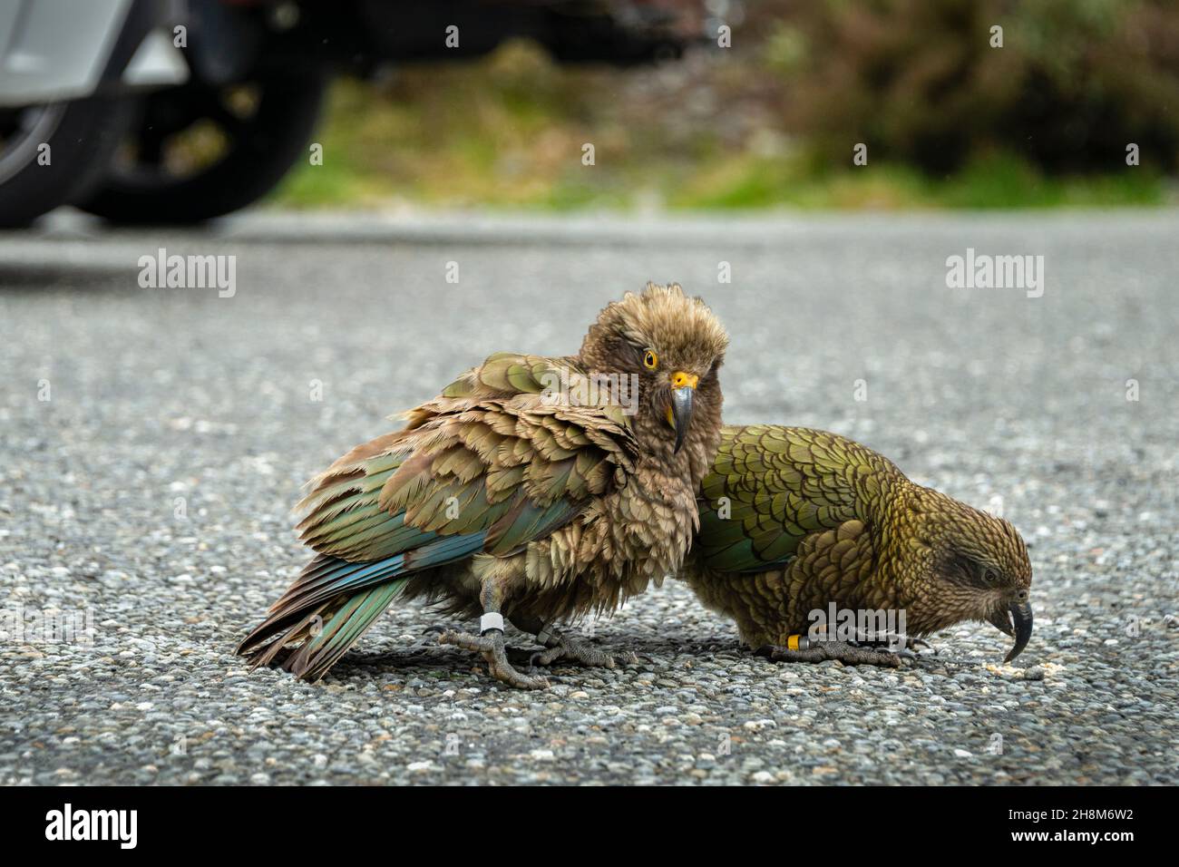 Bread crumbs birds hires stock photography and images Alamy