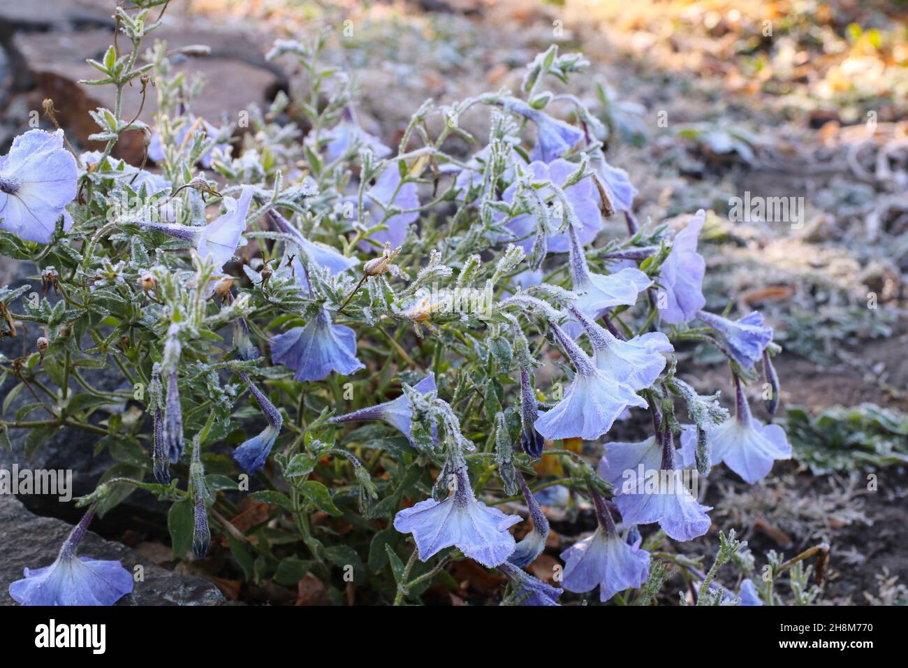 Frozen petunia covered with ice crystals Stock Photo
