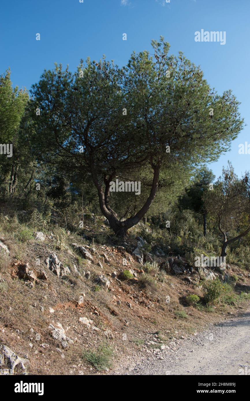 Tree growing in rocks hi-res stock photography and images - Alamy