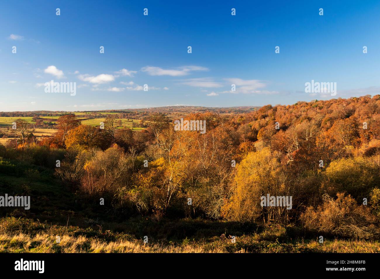 Morning autumn view of Whitehill woods by the roadside near Frant east Sussex, south east England Stock Photo