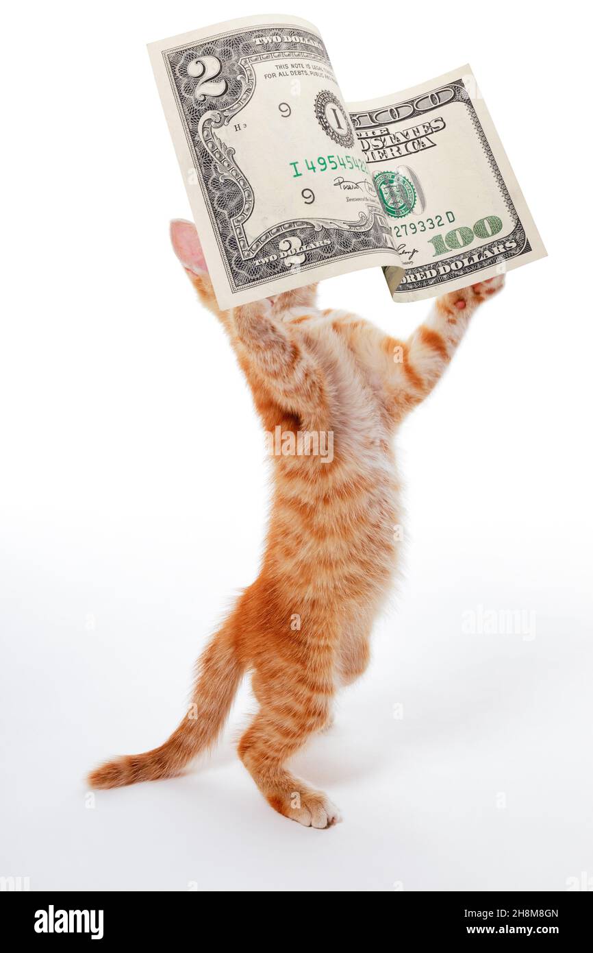 Interesting idea. The kitten plays on the stock exchange. Cat catching banknotes. Stock Photo