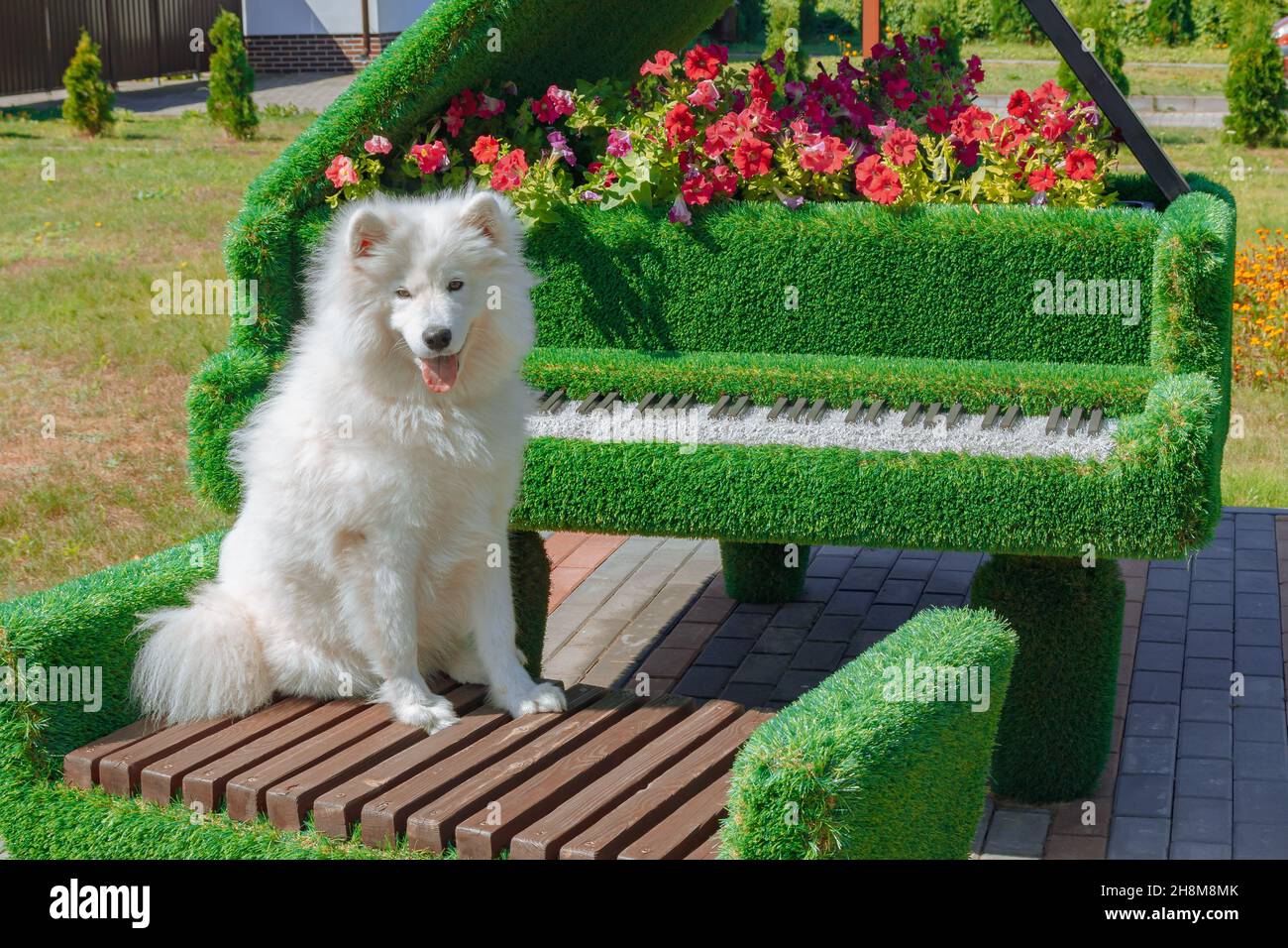 Samoyed puppy sits on a bench near a green installation with flowers Stock Photo
