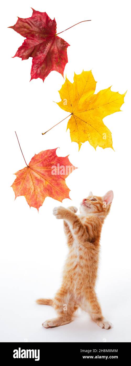 Little cheerful ginger kitten catches falling multicolored maple leaves Stock Photo