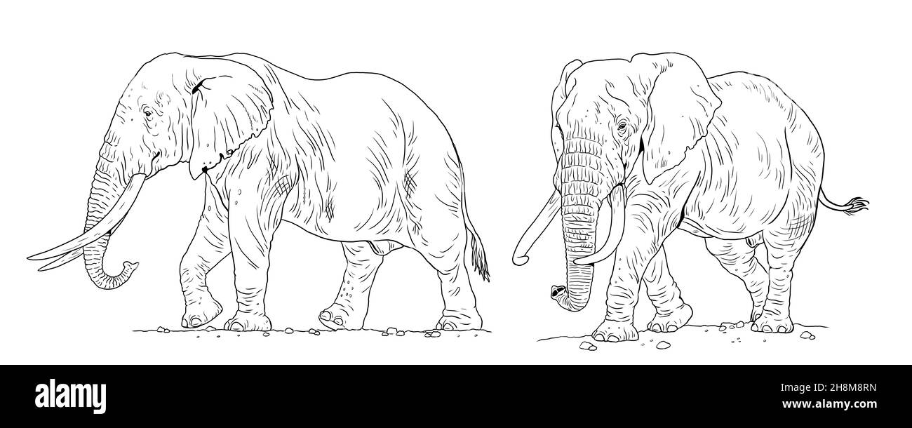 African Elephant Drawing