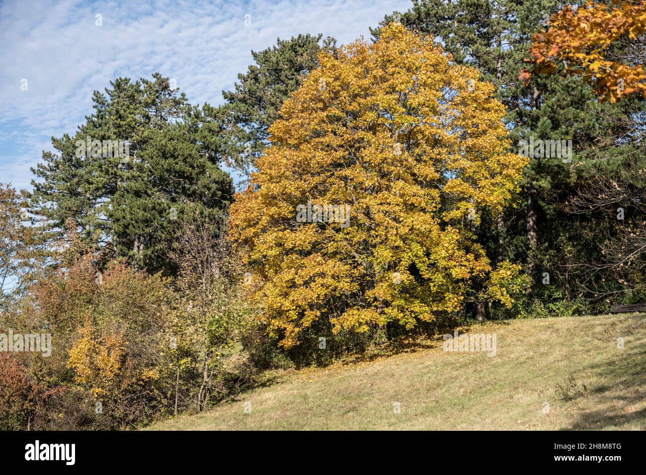 cityscape with large tree with fall foliage in park, shot in bright ...