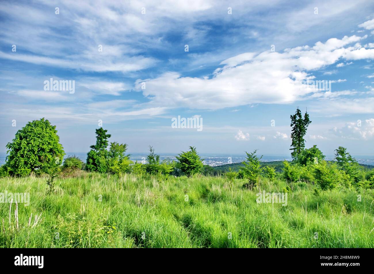 Blue Meadow