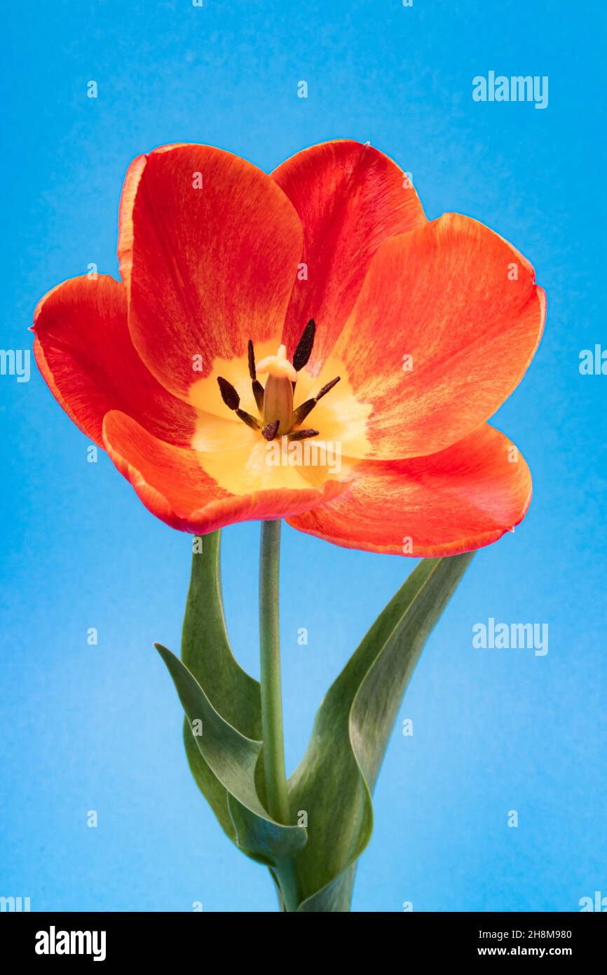 Large red-yellow tulip flower on a blue background Stock Photo