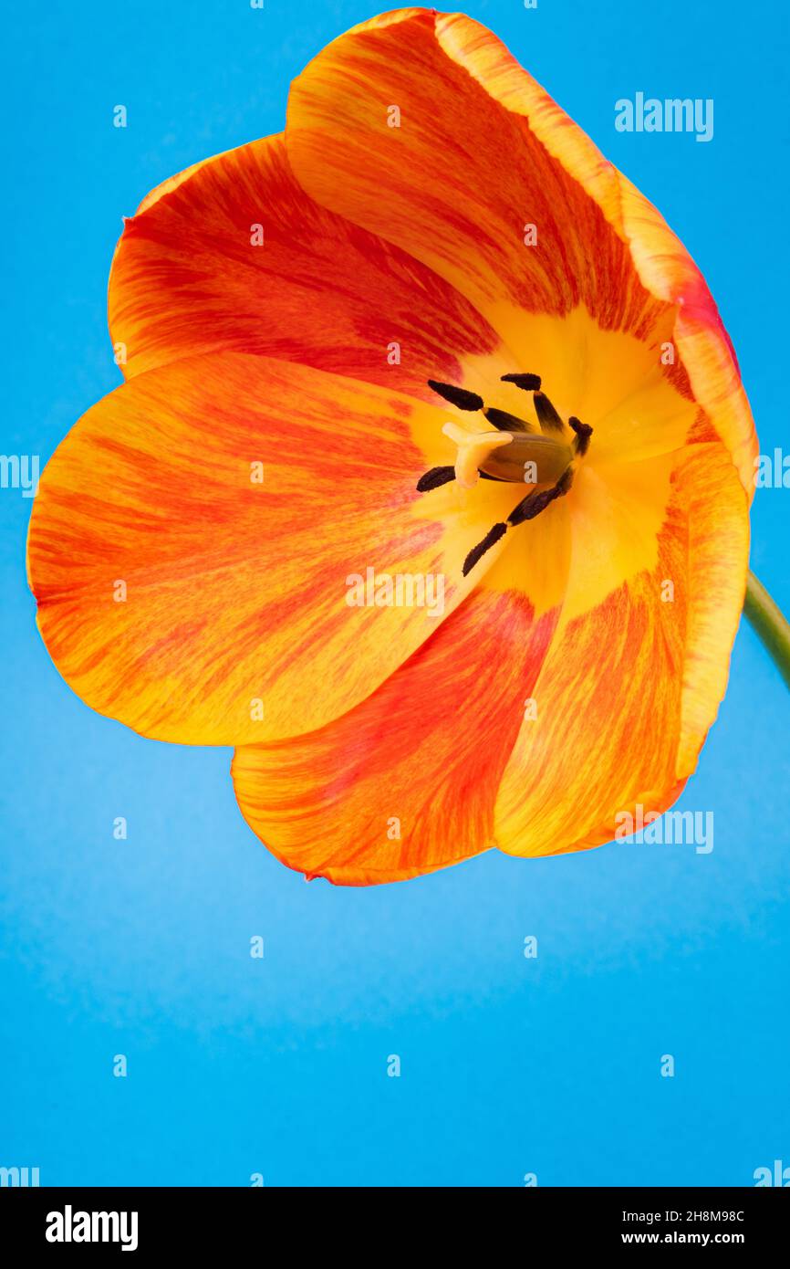 Close-up of large red-yellow tulip flower on a blue background Stock Photo