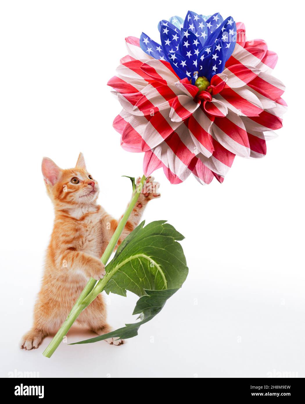 Election and voting concept. A funny ginger kitten stands and holds in its paws an unusual American flag made of a dahlia flower Stock Photo
