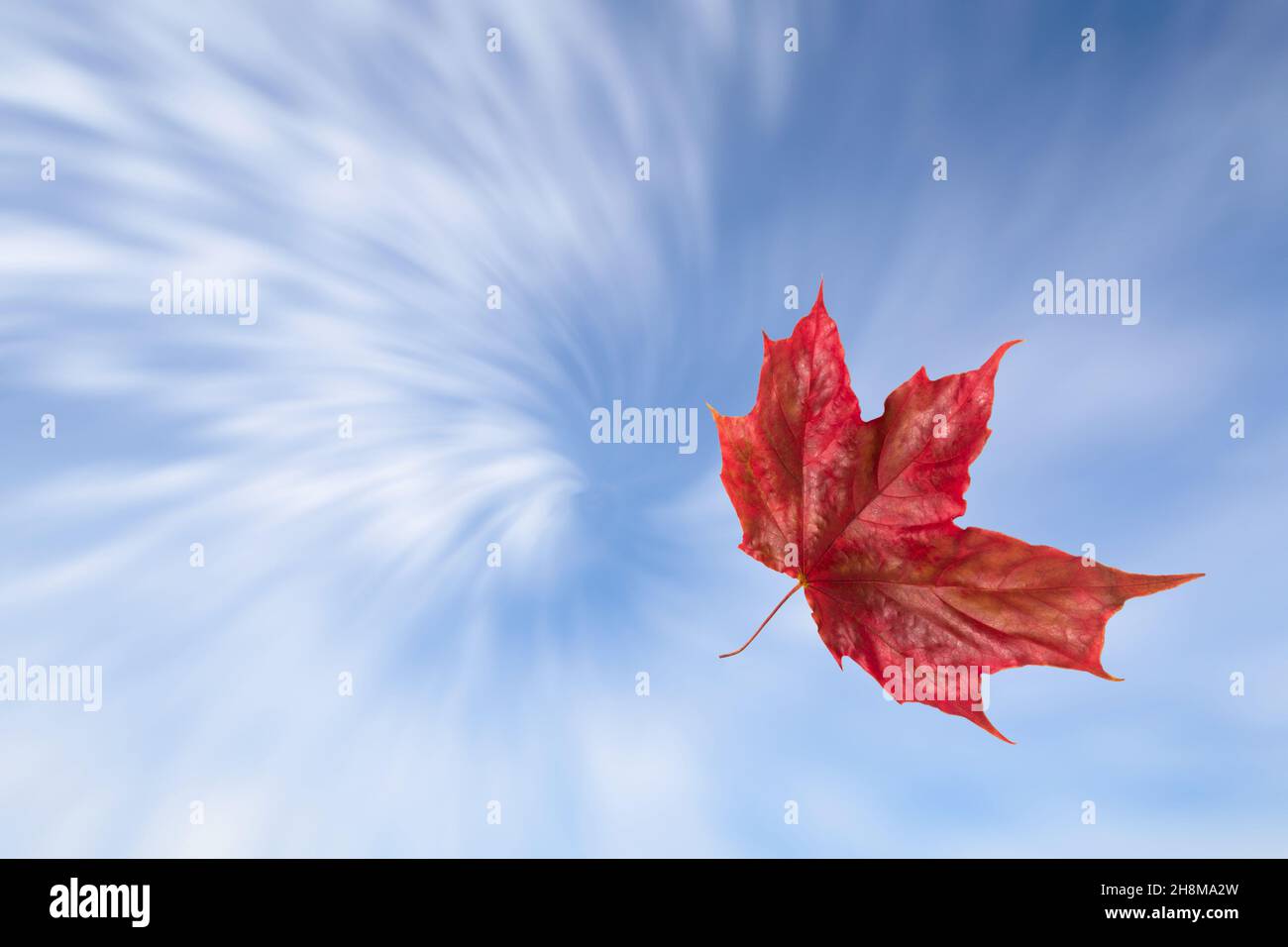 Red autumn maple leaf falling against the swirling sky Stock Photo