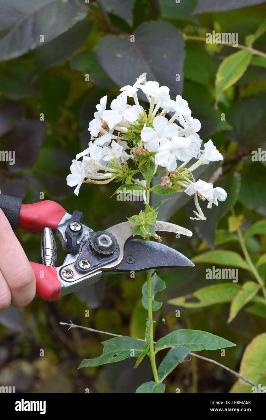 Deadheading white perennial phlox paniculata, garden phlox, panicled