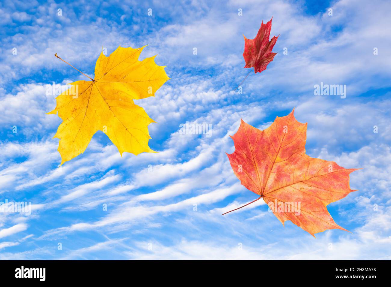 Circling multi-colored maple leaves in a blue sky with picturesque clouds Stock Photo