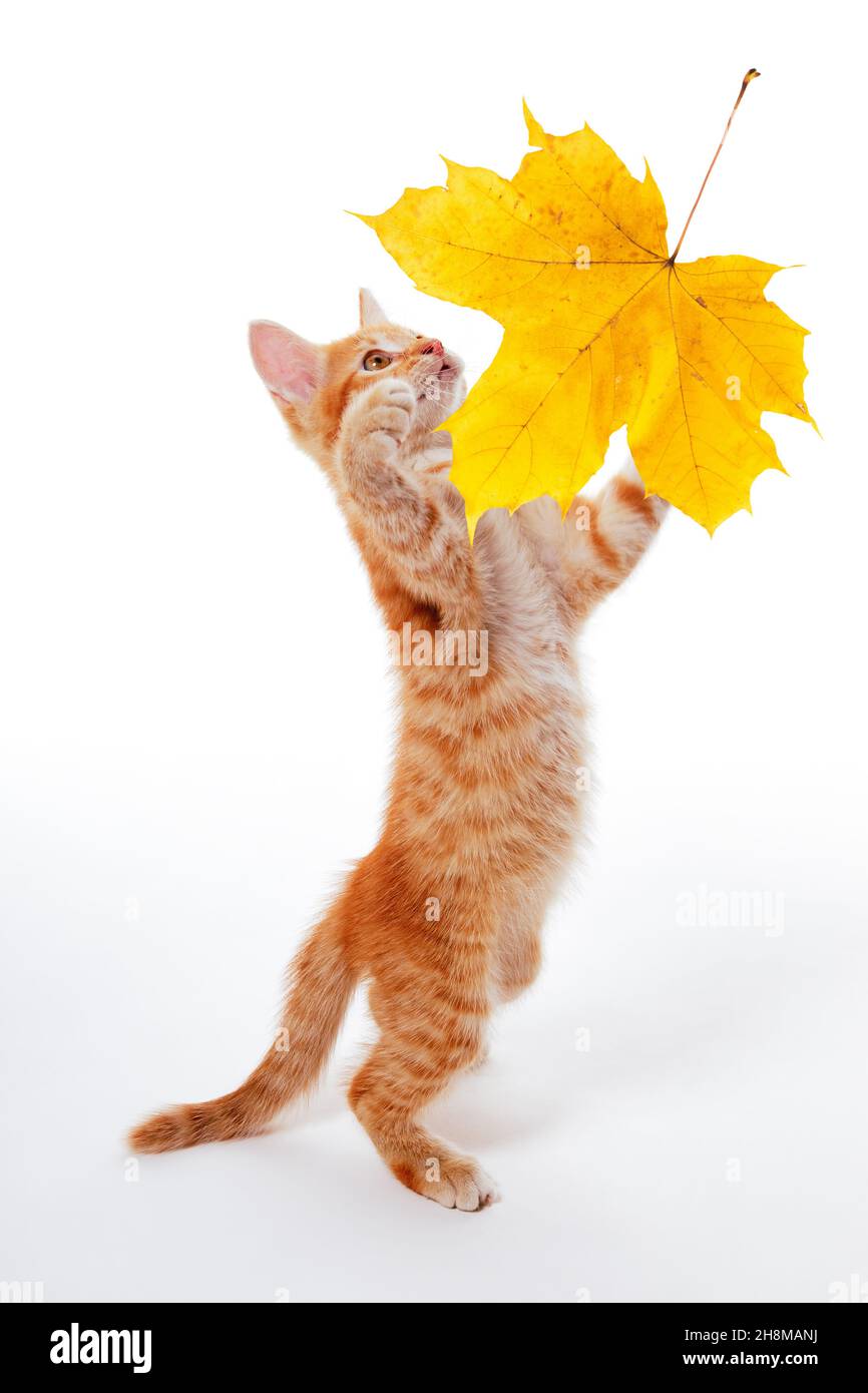 Ginger kitten catching yellow maple autumn leaf. Isolated on a white. Stock Photo