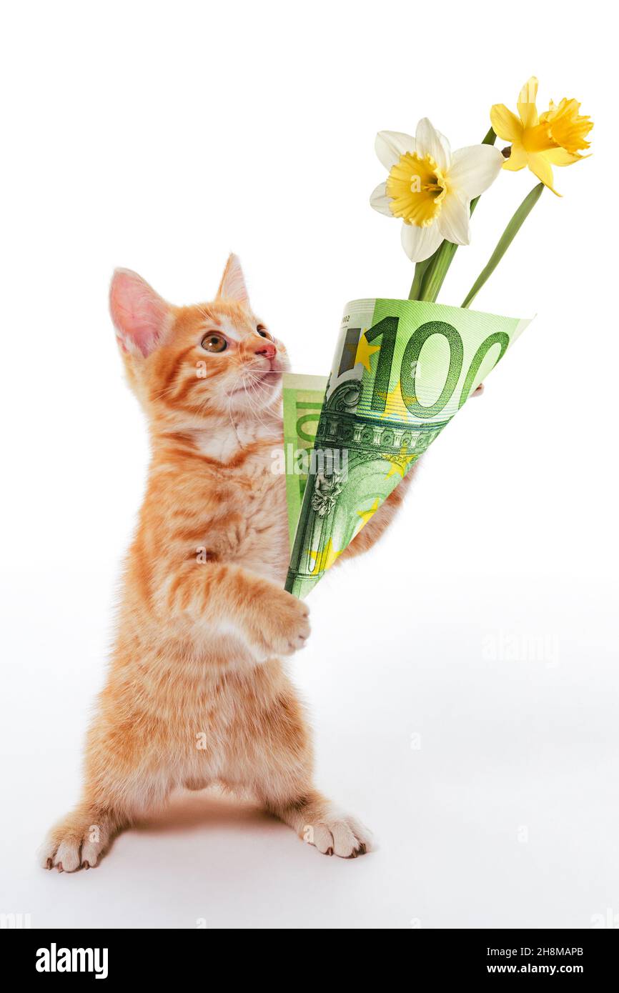 Funny idea. Kitten presents flowers wrapped in a 100 euro banknote as a gift Stock Photo