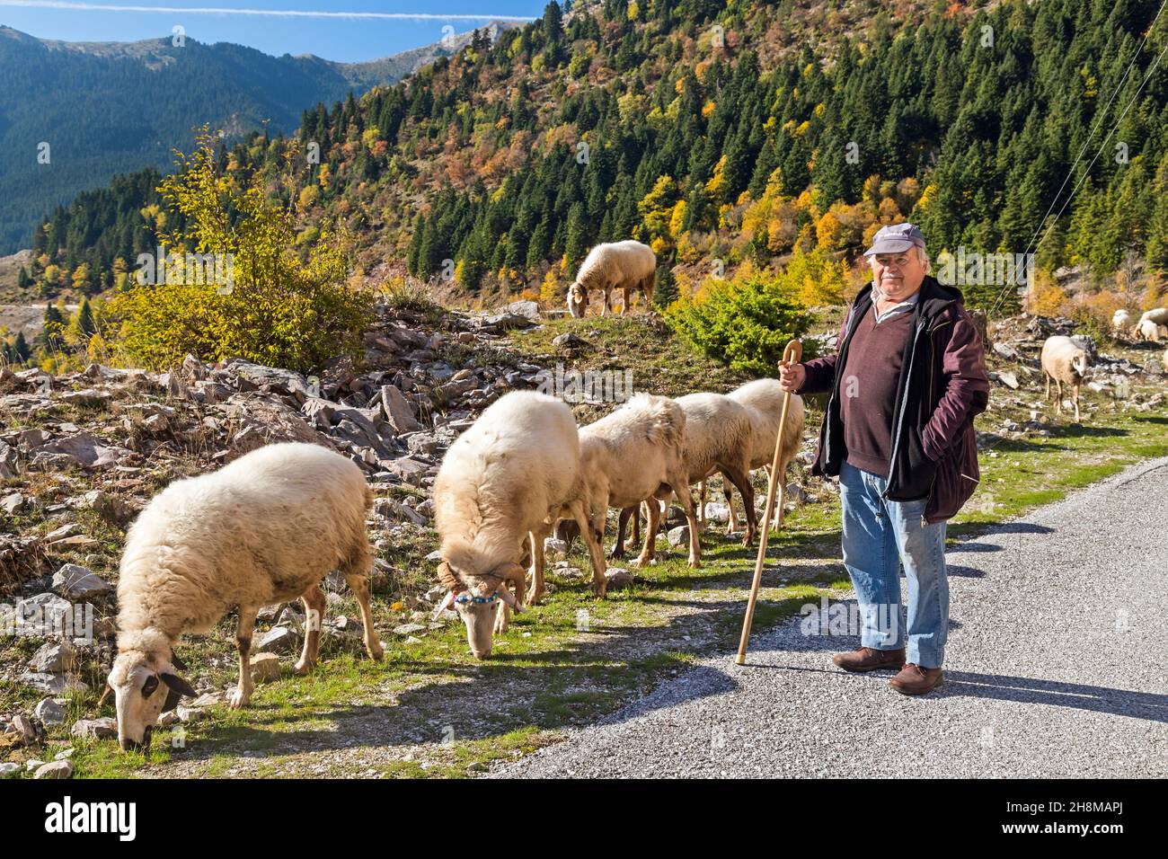 Mr. Sotiris Kaliakoudas, shepherd from Agios Nikolaos village (old name "Kamniai"), Aspropotamos region, Trikala, Thessaly, Greece. Stock Photo