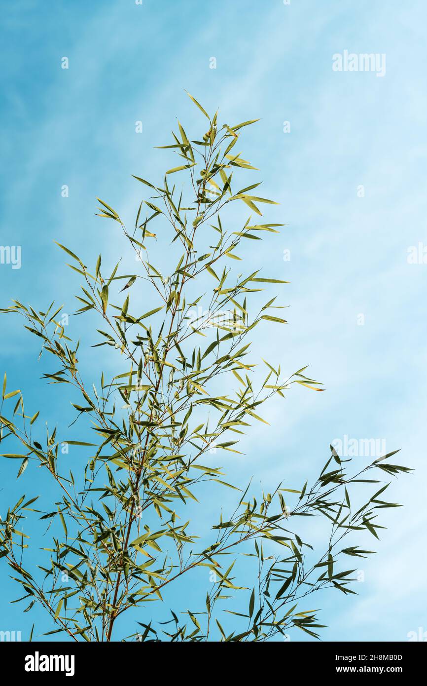 Bamboo tree leaves against blue sky, selective focus Stock Photo