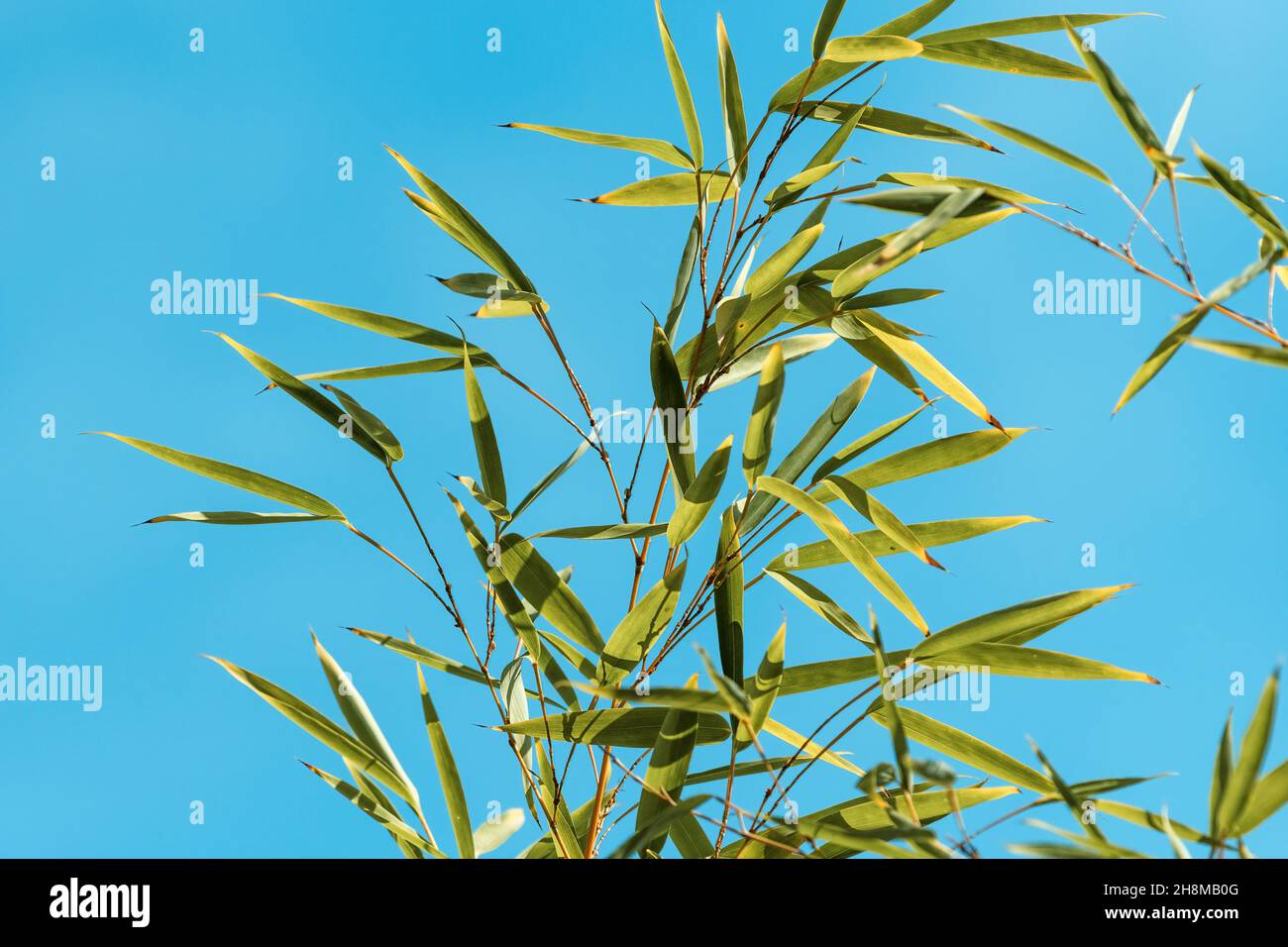 Bamboo tree leaves against blue sky, selective focus Stock Photo