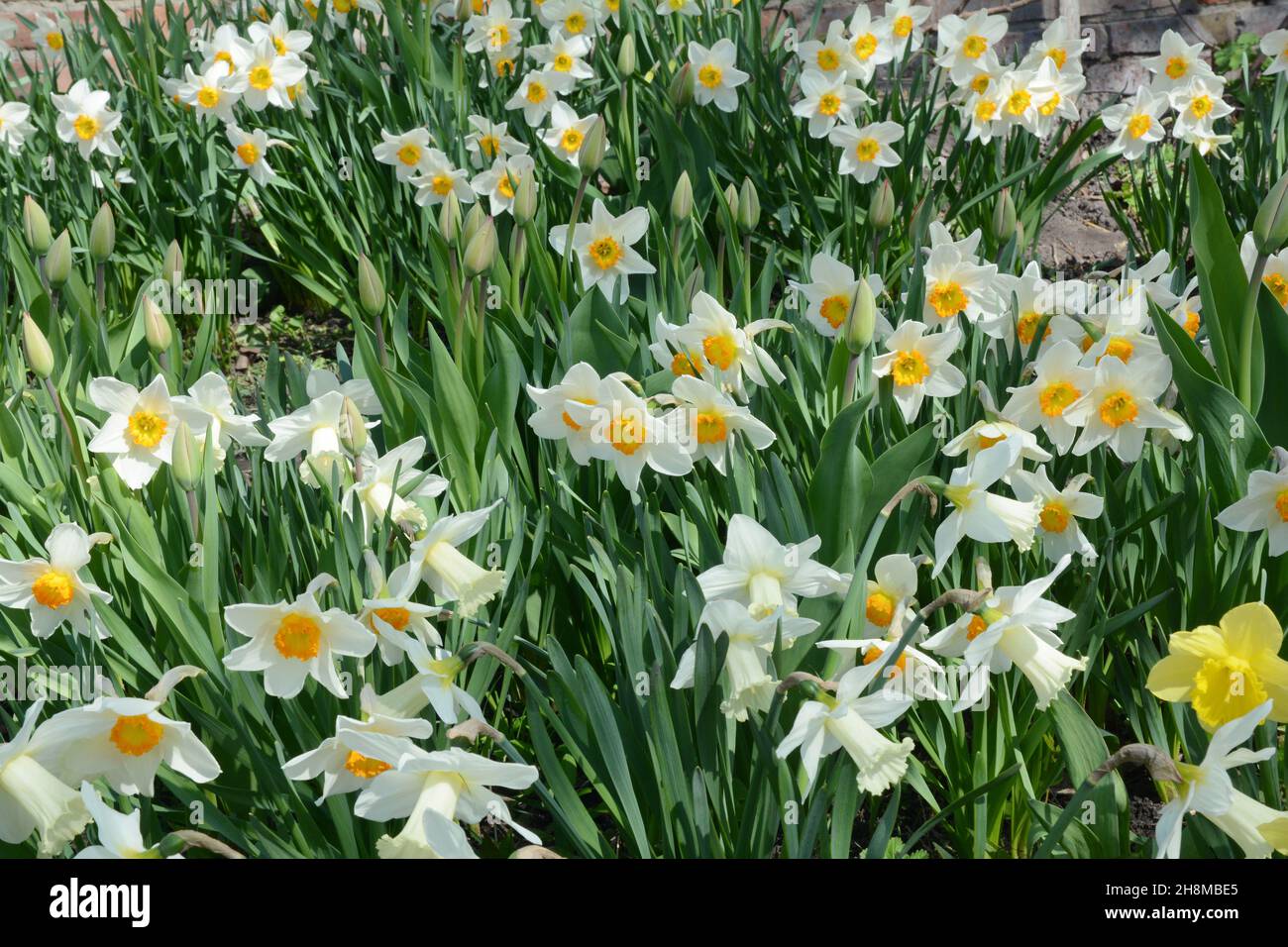 Crown daffodil hires stock photography and images Alamy